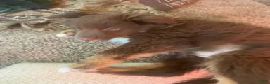 Australian Shepherd 4