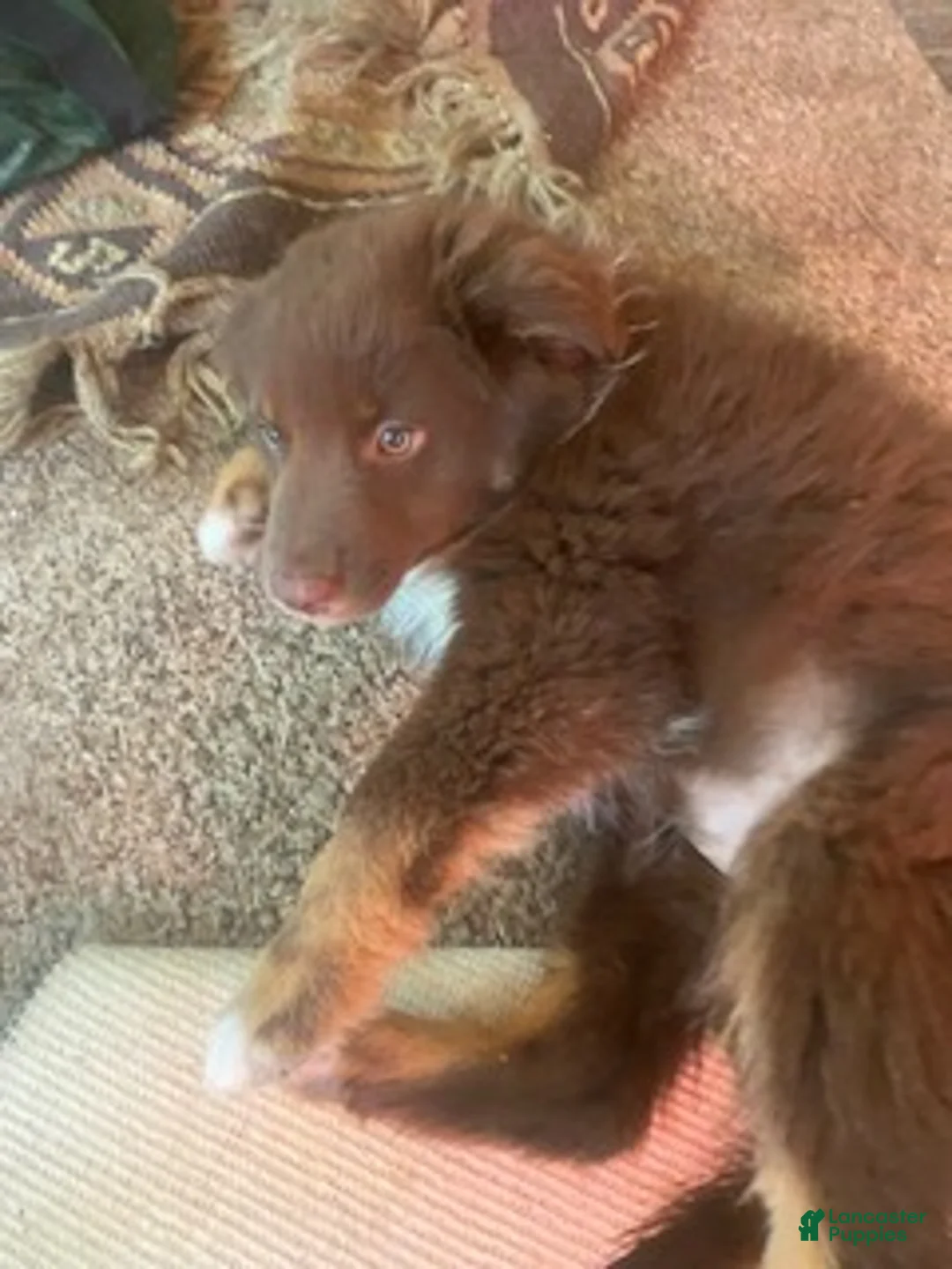 Australian Shepherd dogs for sale: Australian Shepherd 4 - Ad 1