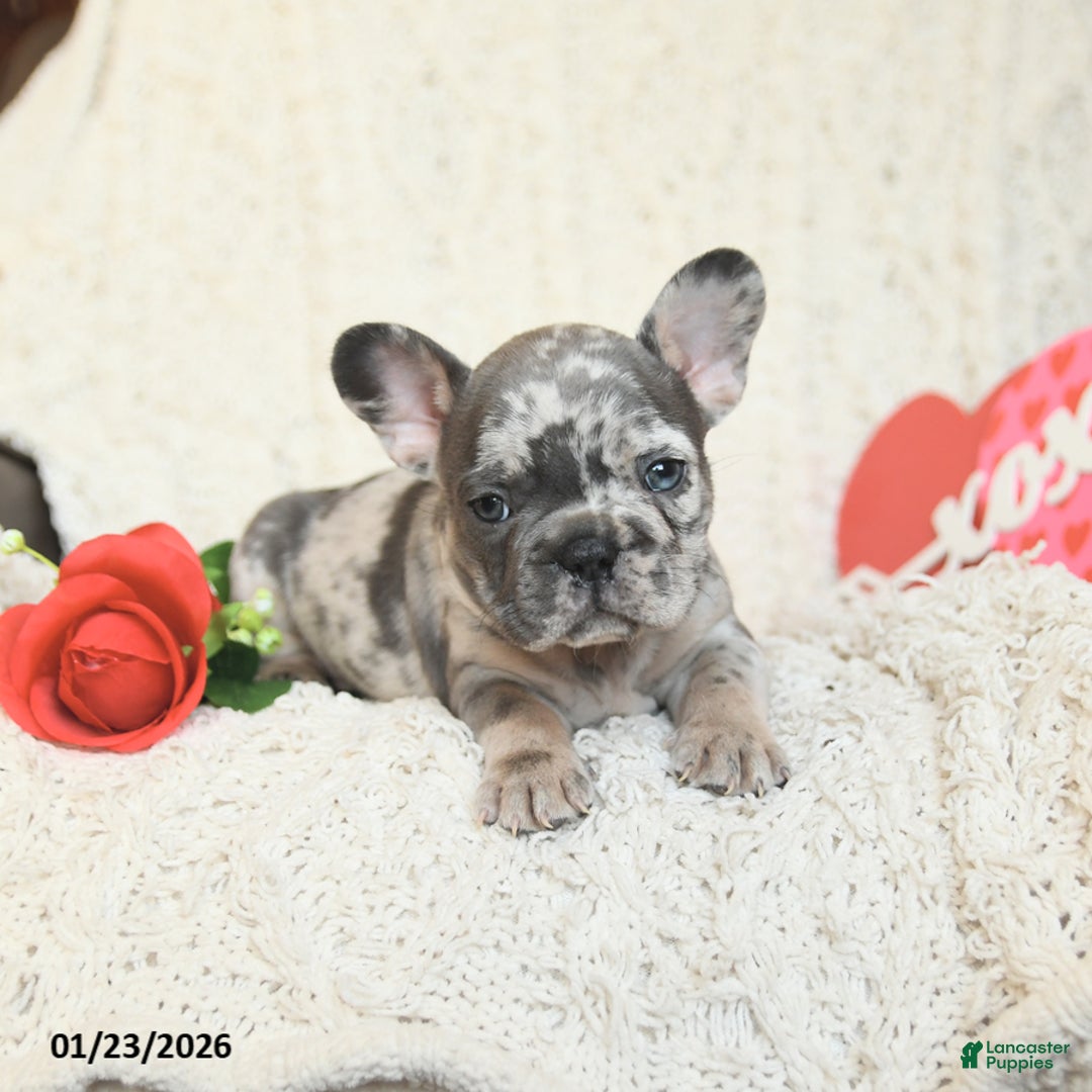 French Bulldog dogs for sale: Boston - Ad 3