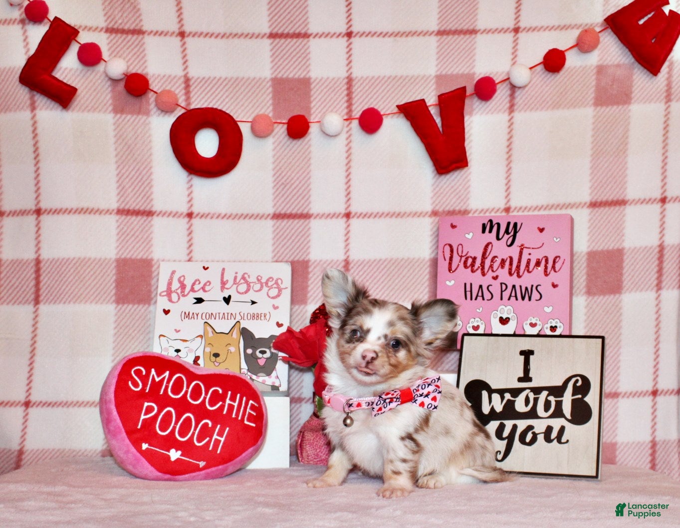 Chihuahua dogs Juniper - Ad 4