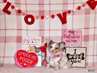 Chihuahua dogs Juniper - Ad 4