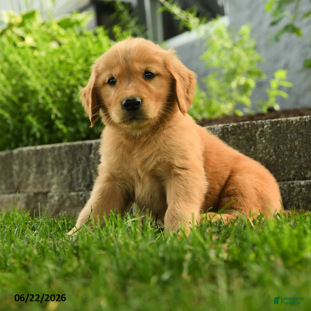 Golden Retriever dogs for sale: Penny - Ad 2