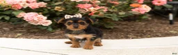 Yorkshire Terrier dogs for sale: Dobbin  - Ad 6