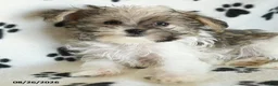 Shorkie dogs for sale: Iron - Ad 3