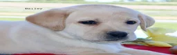 Labrador Retriever dogs for sale: Bailey - English Champ lines - Ad 1