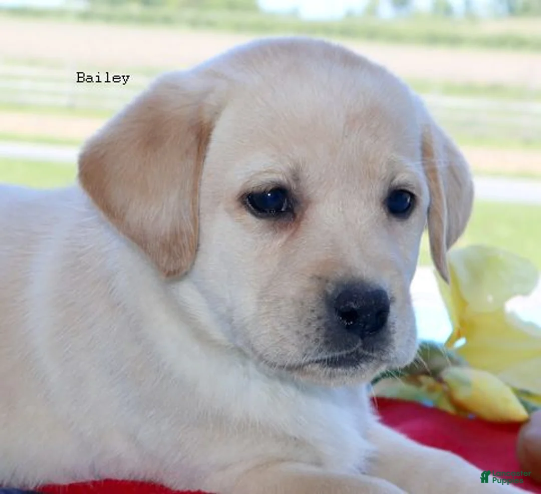 Labrador Retriever dogs for sale: Bailey - English Champ lines - Ad 1
