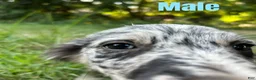 Australian Shepherd dogs for sale: Australian Shepherd 5 - Ad 2
