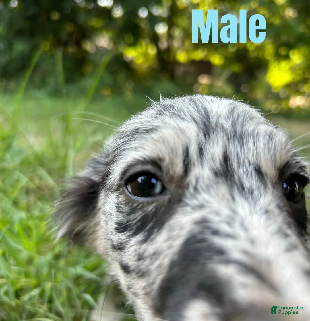 Australian Shepherd dogs for sale: Australian Shepherd 5 - Ad 2