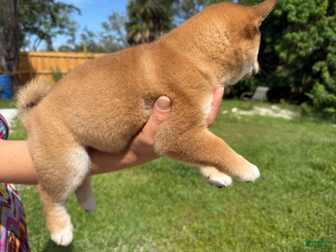 Shiba Inu dogs for sale: Shiba Inu Puppy 6 - Ad 7