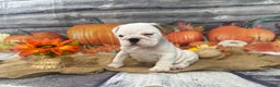 English Bulldog dogs for sale: Mayo - Ad 14