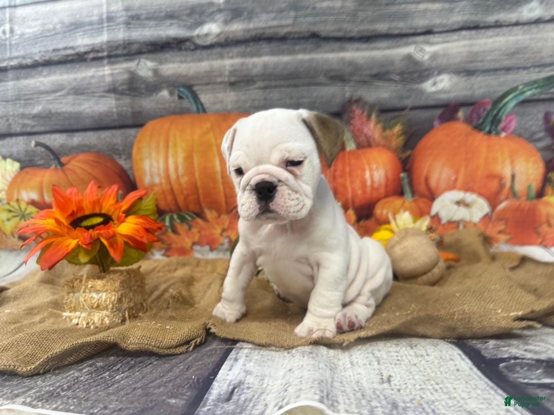 English Bulldog dogs for sale: Mayo - Ad 14