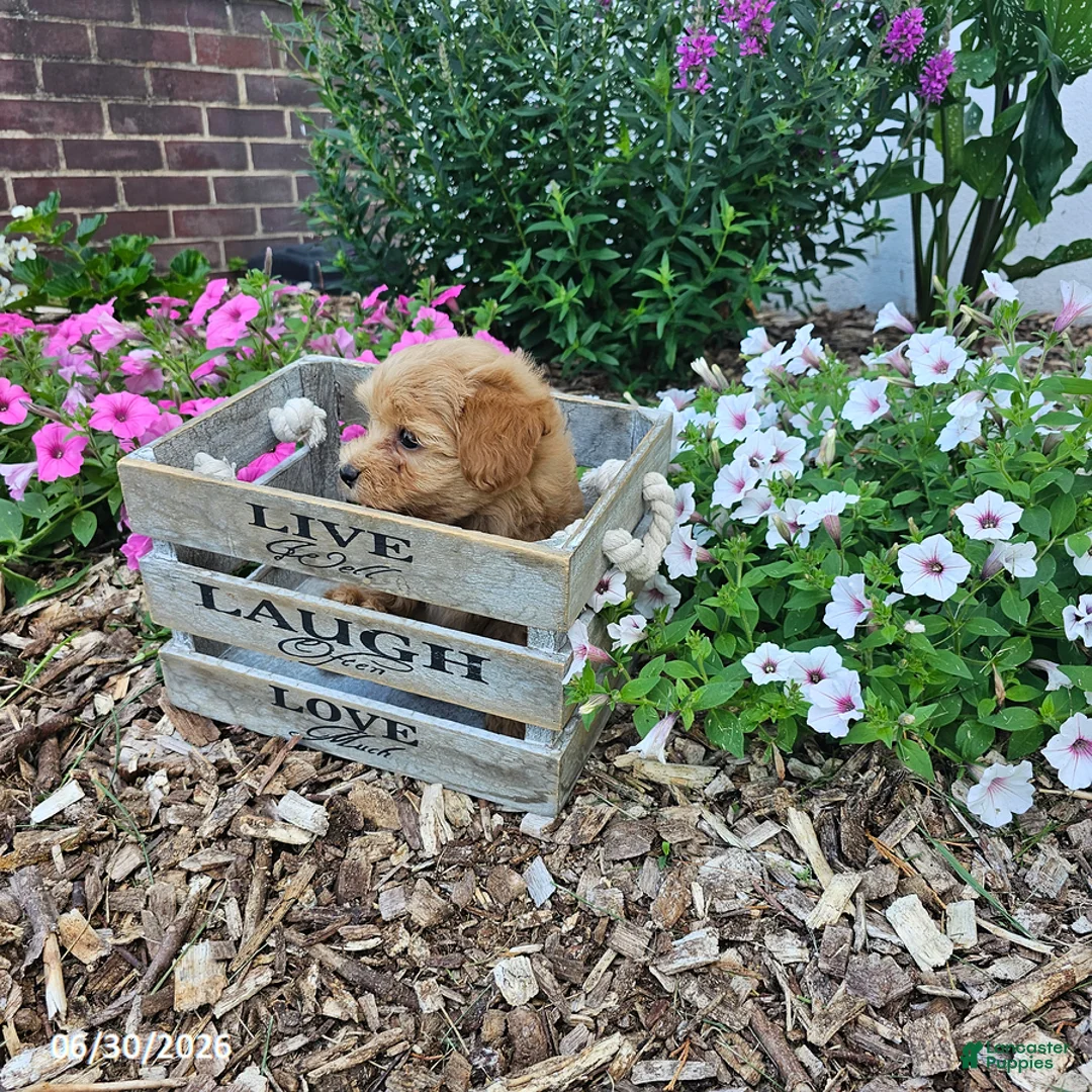 Havapoo dogs for sale: Steve - Ad 2