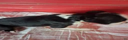 Boston Terrier dogs for sale: John - Ad 3