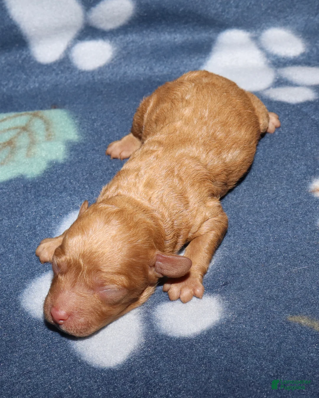 Toy Poodle dogs for sale: Summer’s apricot male - Ad 2