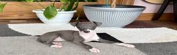 Italian Greyhound dogs for sale: Anna  - Ad 4