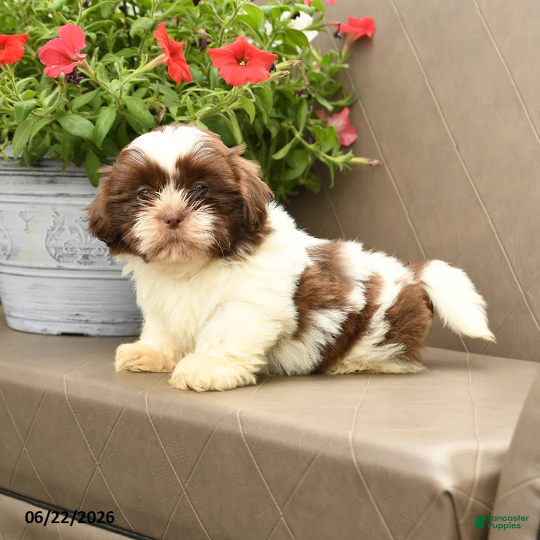 Shih Tzu dogs for sale: Chewie - Ad 1