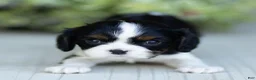 Cavalier King Charles Spaniel dogs for sale: Ava - Ad 4