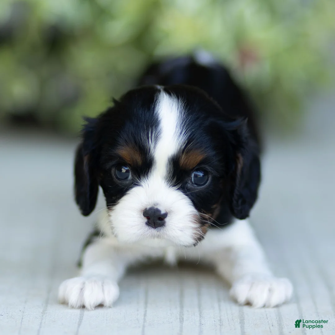 Cavalier King Charles Spaniel dogs for sale: Ava - Ad 4