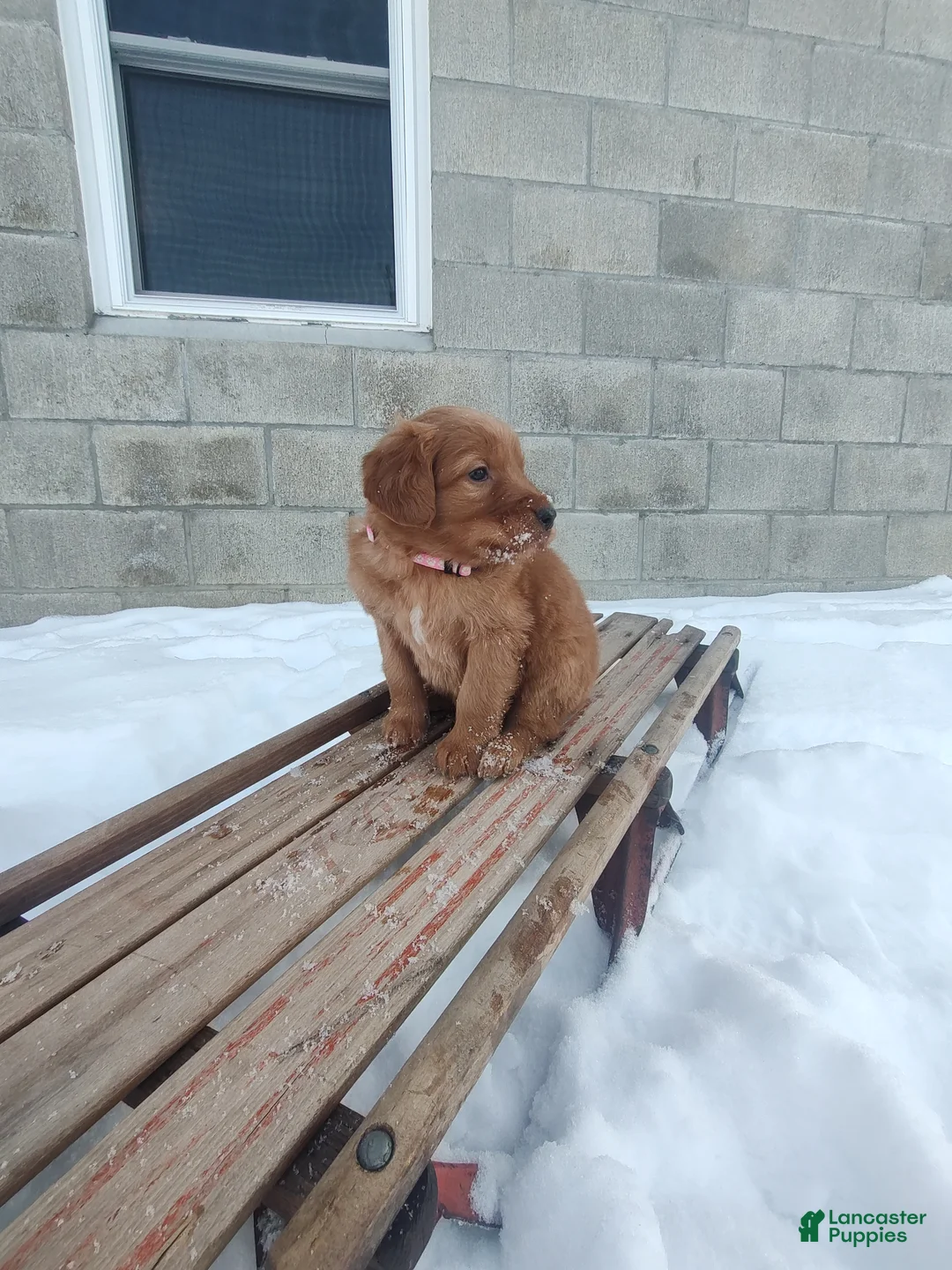 Mixed Breed dogs for sale: Roxanne  - Ad 7