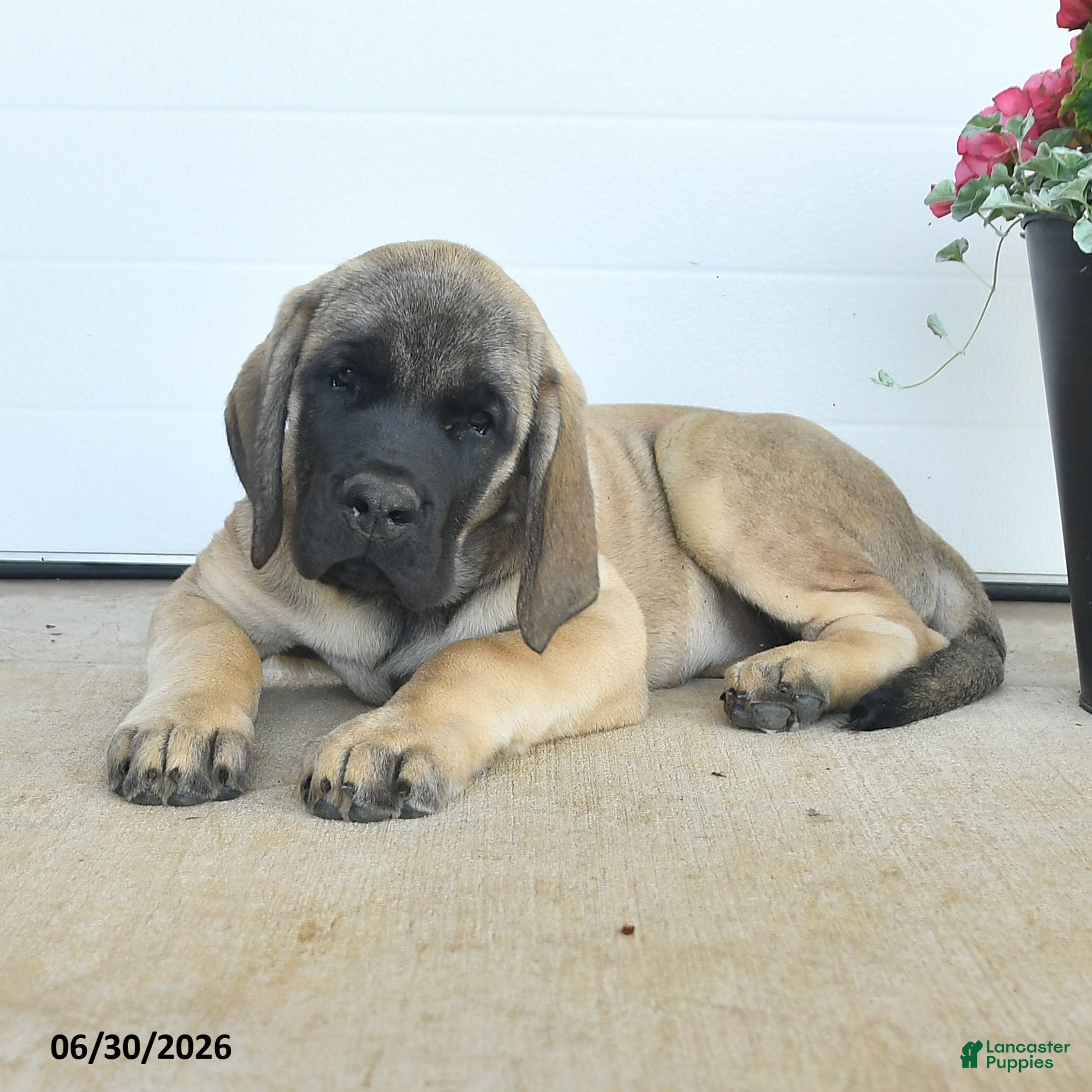 English Mastiff dogs Daisy - Ad 1