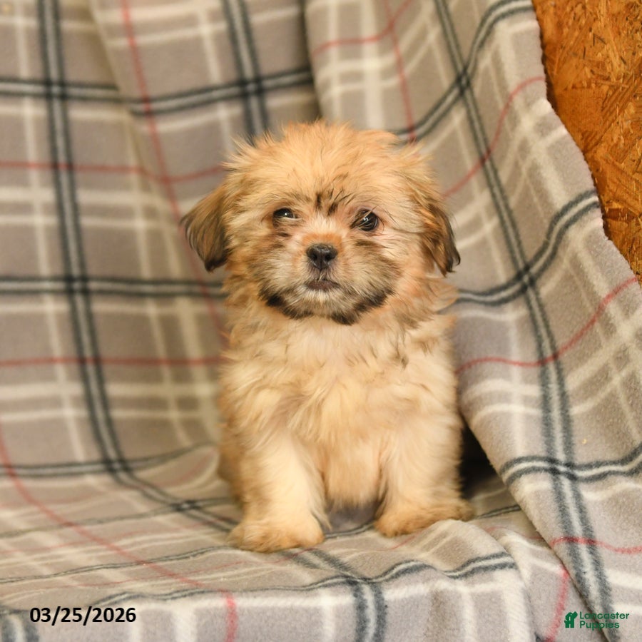Shih Tzu dogs Zorro - Ad 1