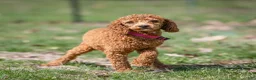 Cavapoo dogs for sale: Turbo Cavapoo Puppy  - Ad 8