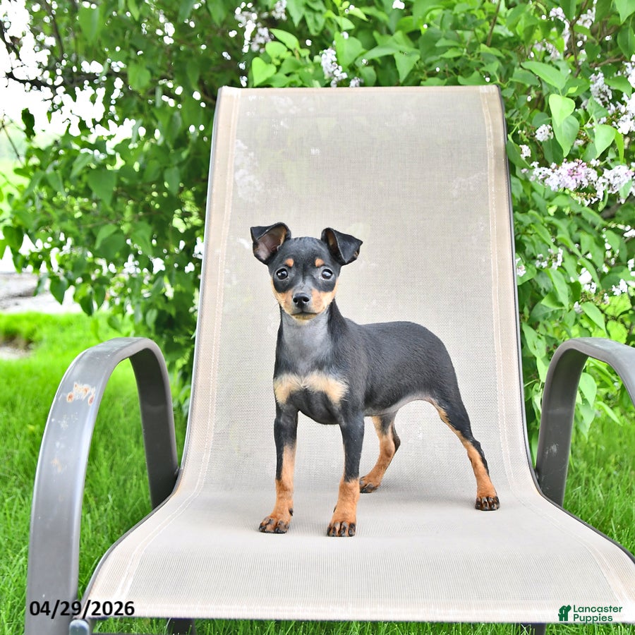 Miniature Pinscher dogs for sale: Tilly - Ad 1