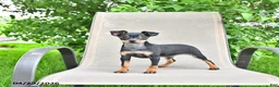 Miniature Pinscher dogs for sale: Tilly - Ad 1