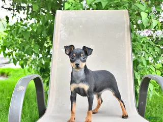Miniature Pinscher dogs for sale: Tilly - Ad 1