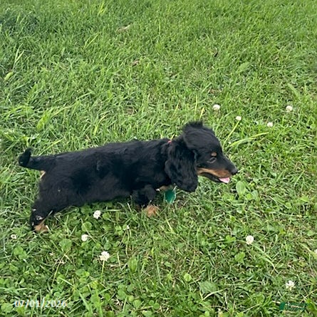 Miniature Dachshund dogs Addy - Ad 2