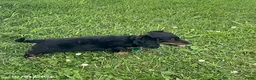 Miniature Dachshund dogs for sale: Addy - Ad 2
