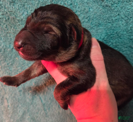 German Shepherd dogs Red Collar Boy - Ad 2