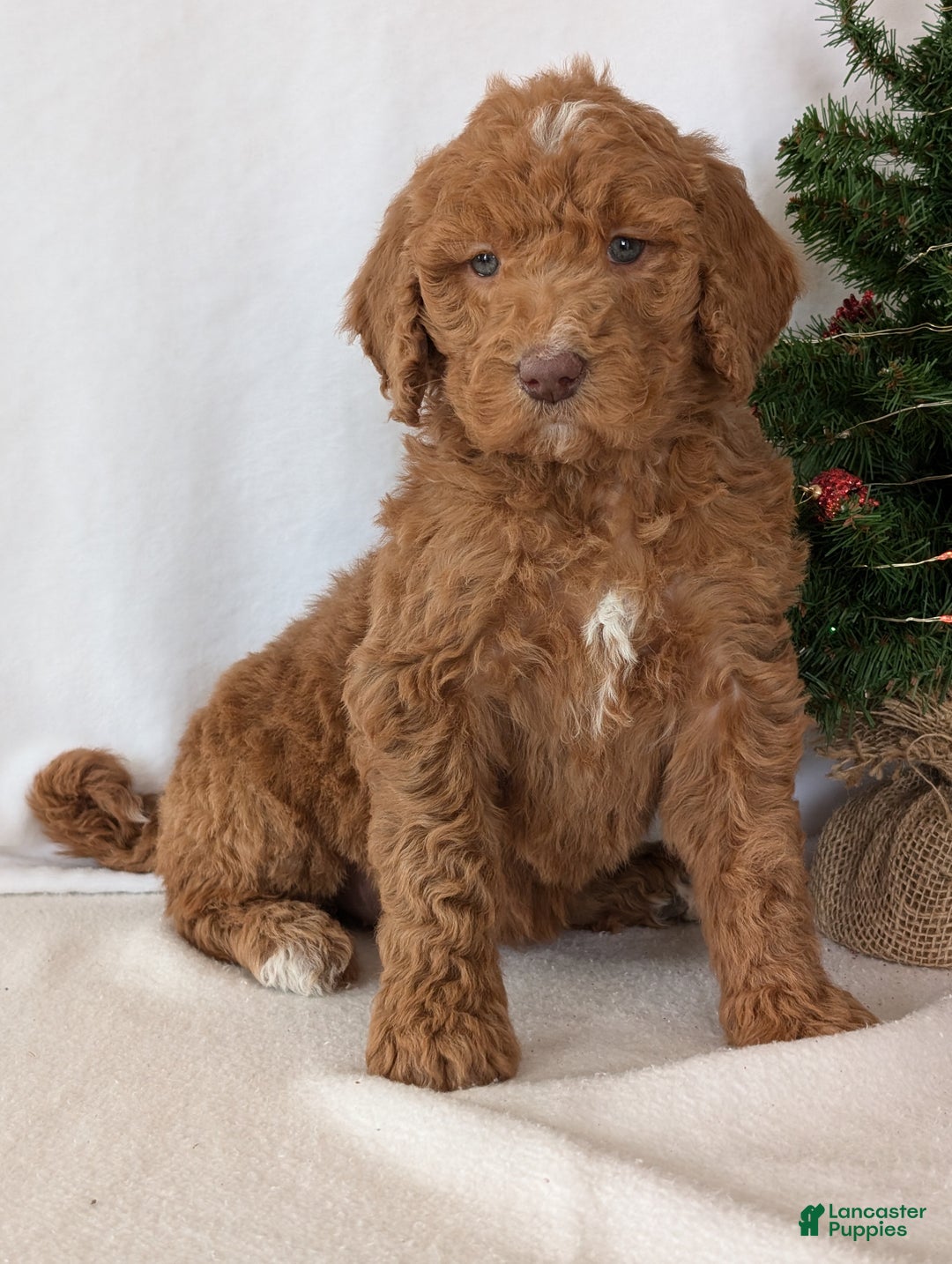 Goldendoodle dogs for sale: Miss Gracie  - Ad 7