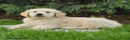Golden Retriever dogs for sale: Saber - Ad 4