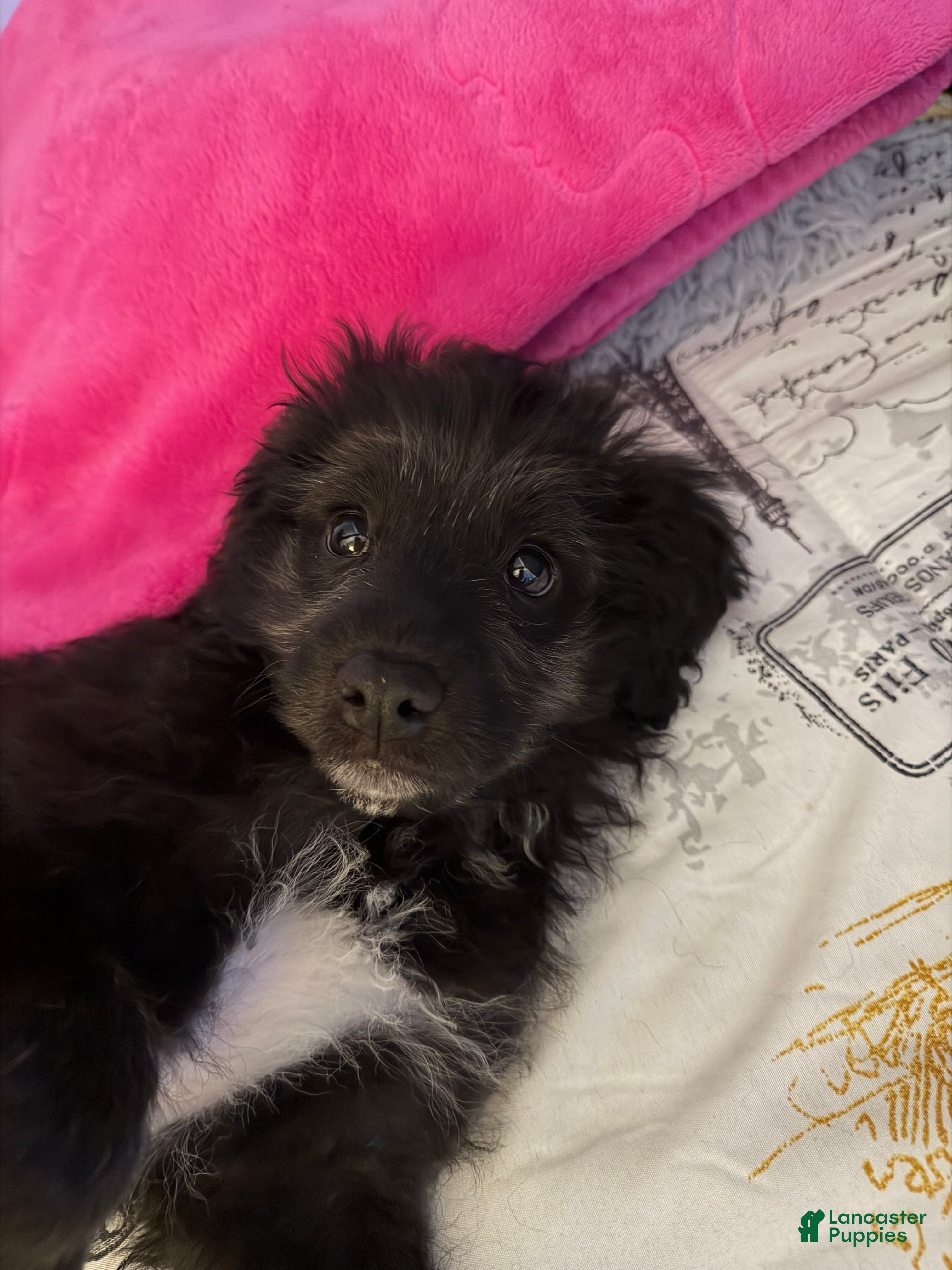 Mixed Breed dogs Mixed Breed Puppy 1 - Ad 26