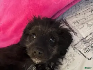 Mixed Breed dogs Mixed Breed Puppy 1 - Ad 26