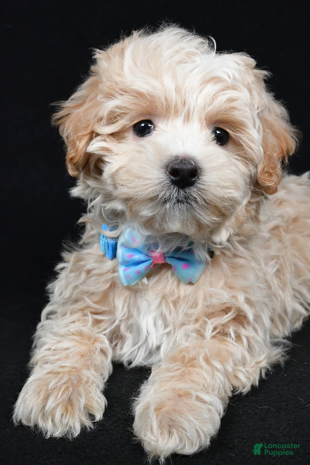 Maltipoo dogs for sale: Josh - Ad 3