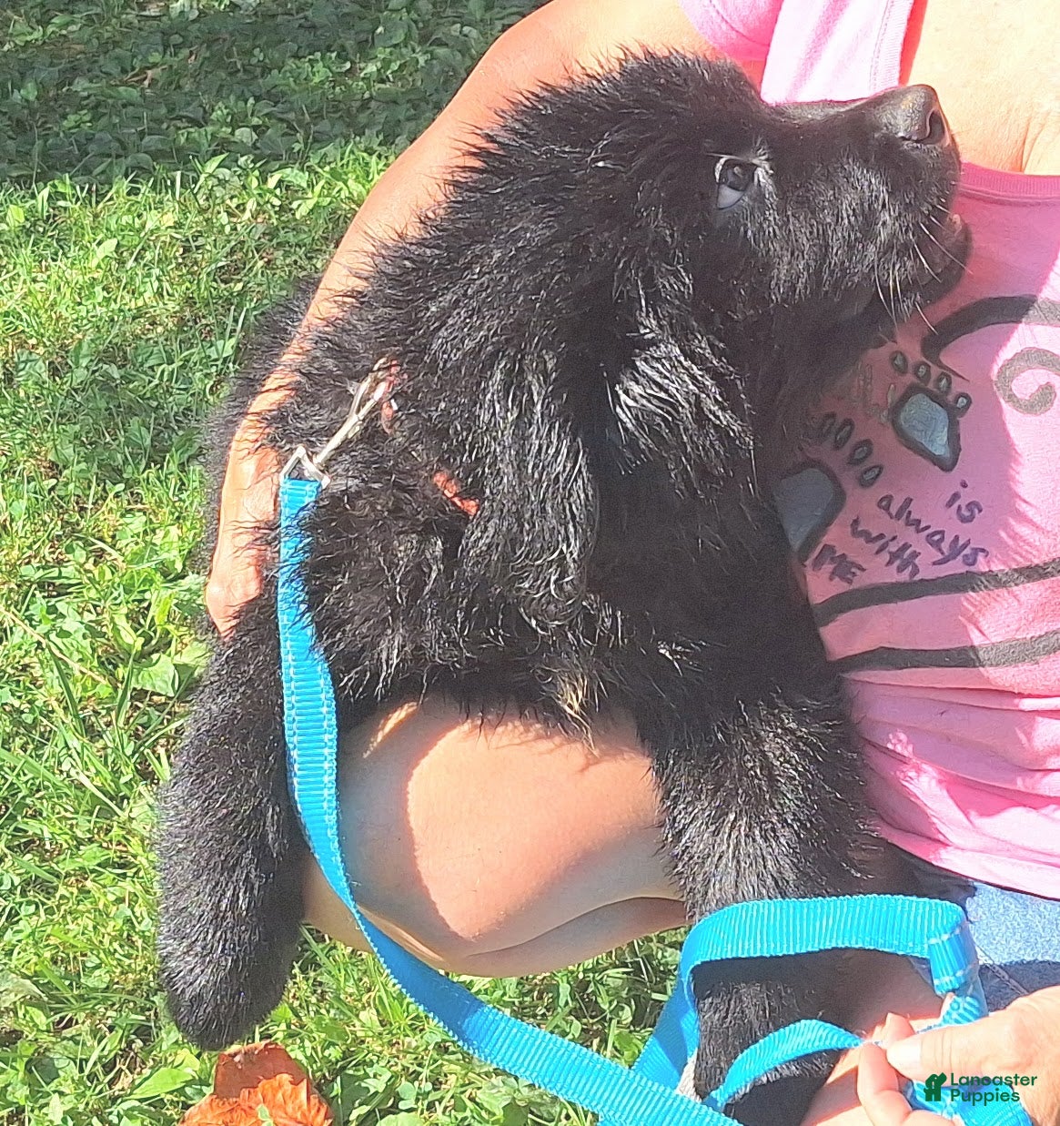 Newfoundland dogs Mocha - Ad 2