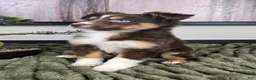 Miniature Australian Shepherd dogs for sale: Sandy - Ad 4