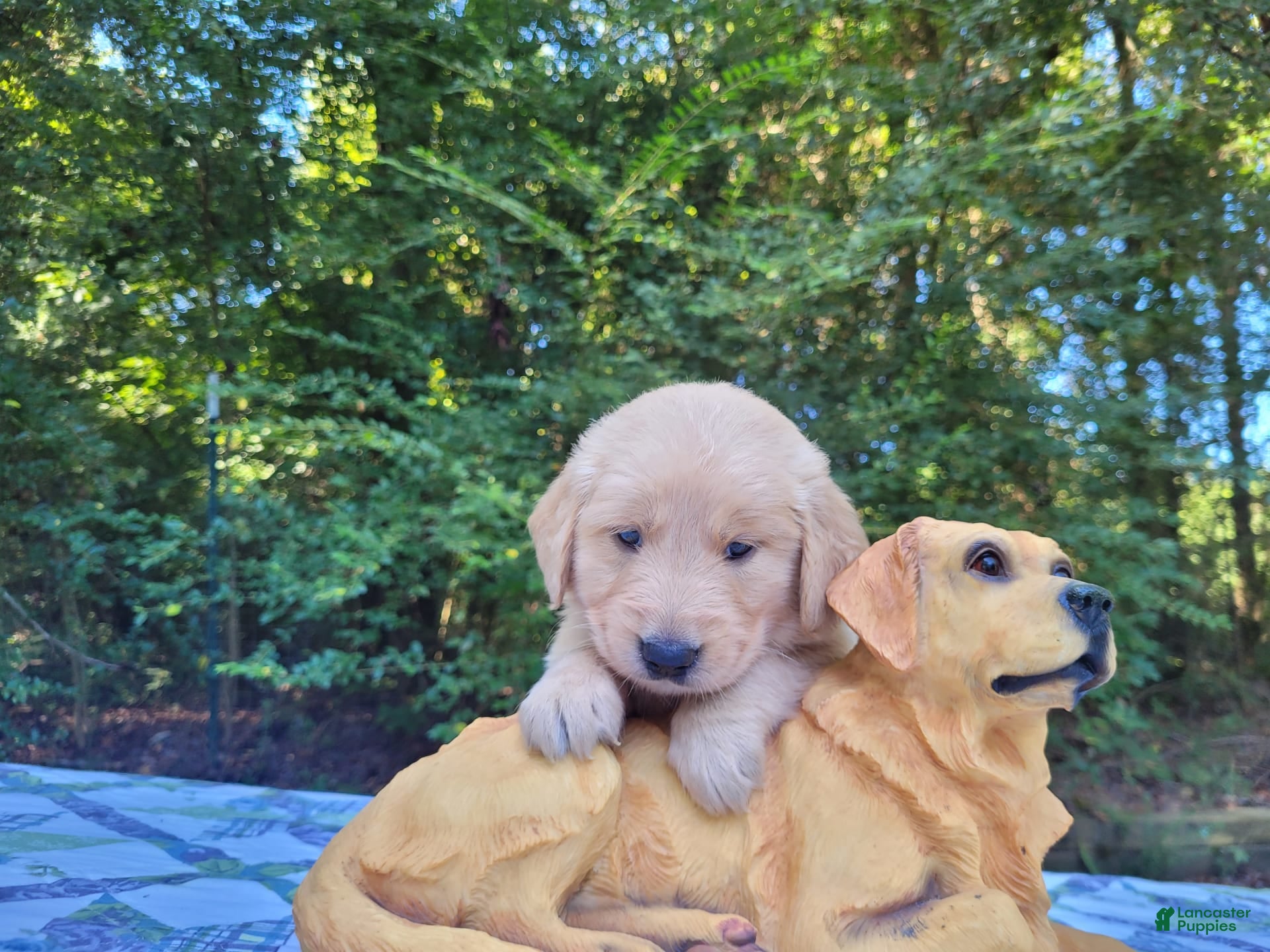 No papers Golden Retriever Puppies for sale Lancaster Puppies