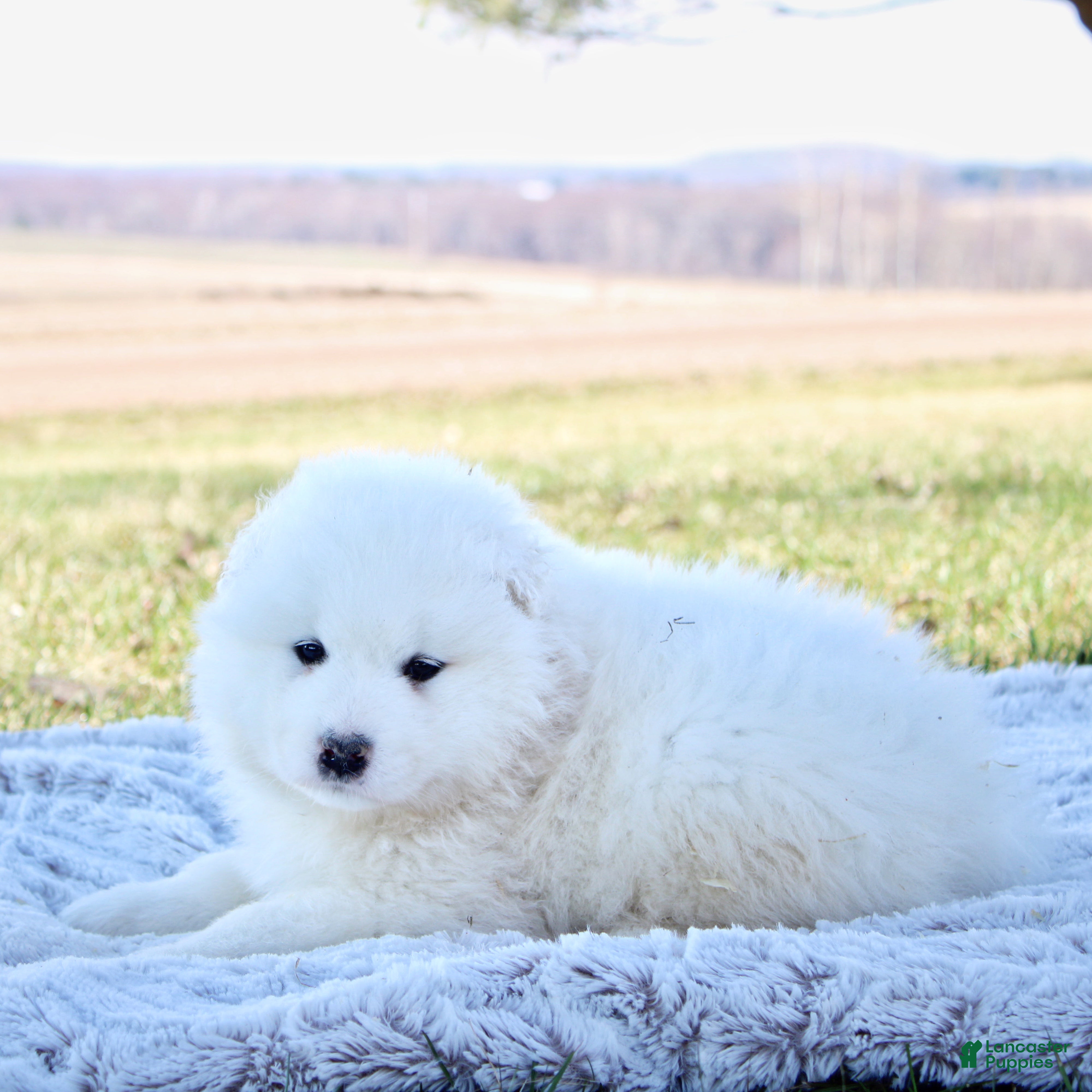 Samoyed dogs Samoyed Puppy 3 - Ad 1
