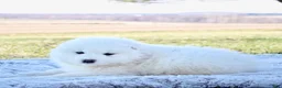 Samoyed dogs for sale: Samoyed Puppy 3 - Ad 2