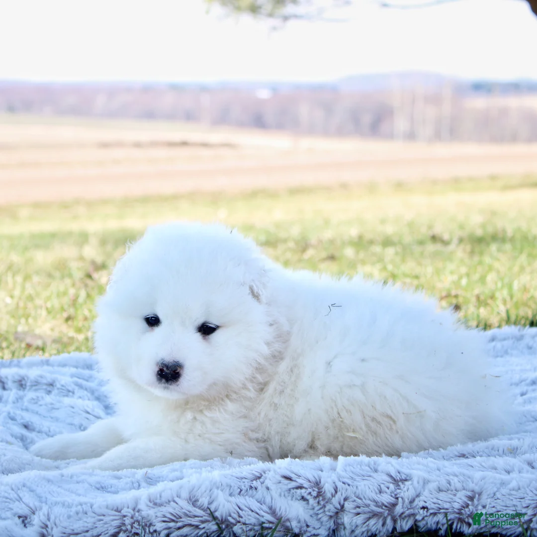 Samoyed dogs for sale: Samoyed Puppy 3 - Ad 2