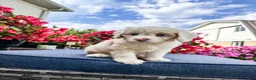 Cavapoo dogs for sale: Beau - Ad 9