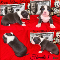 American Pit Bull Terrier dogs for sale: Female 3 - Ad 13