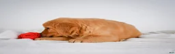 Golden Retriever dogs for sale: Roscoe - Ad 5