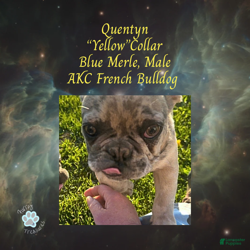 French Bulldog dogs Quentyn “Yellow” Collar, Male - Ad 18