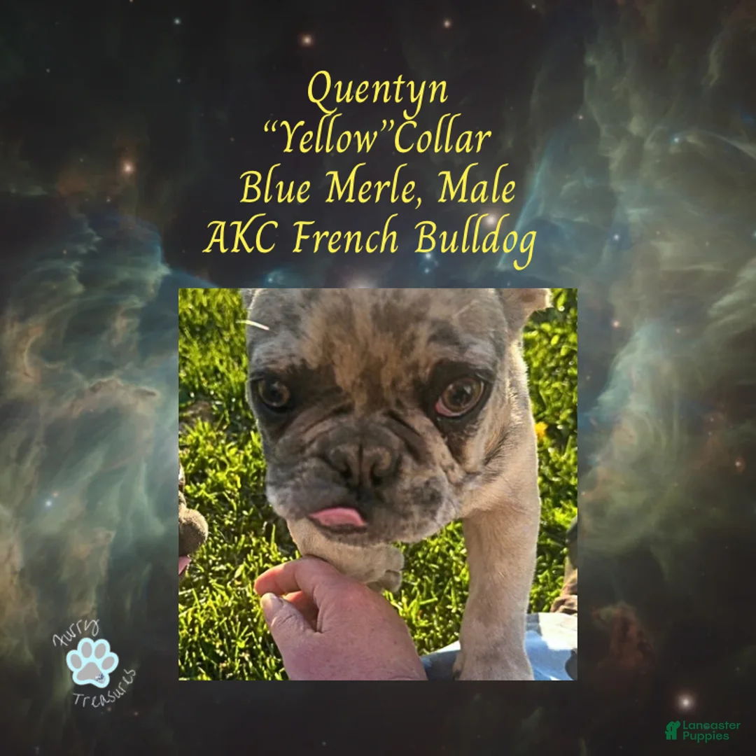 French Bulldog dogs for sale: Quentyn “Yellow” Collar, Male - Ad 1