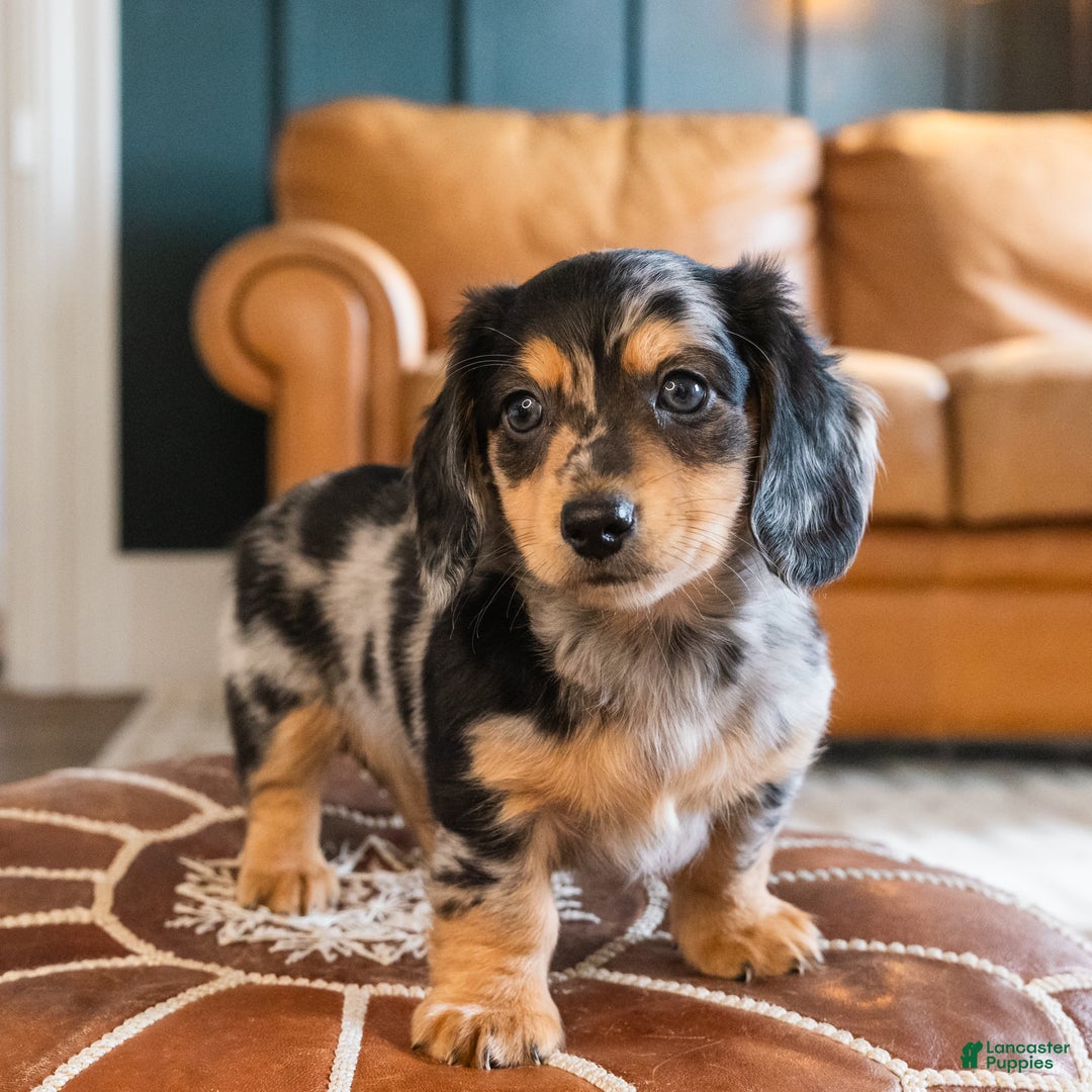 Dachshund dogs for sale: Dash - CHRISTMAS PUPPY! - Ad 1