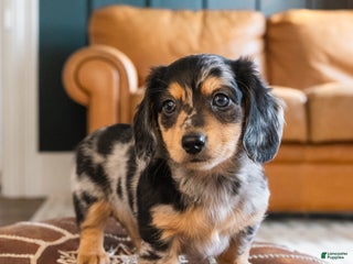 Dachshund dogs Dash - CHRISTMAS PUPPY! - Ad 31